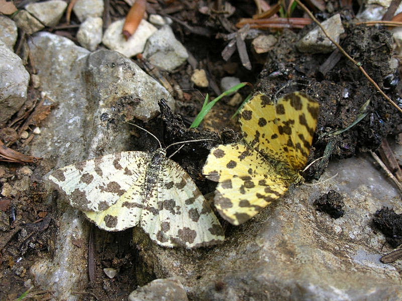 Pseudopanthera macularia scolorita ... e colorata